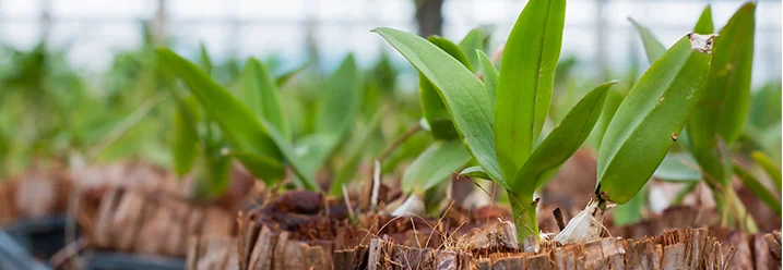 Junge Orchideen in einem Gewächshaus.